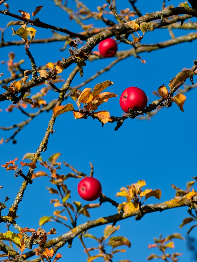 秋天苹果树红苹果图片