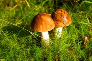 秋天草丛牛肝菌蘑菇图片