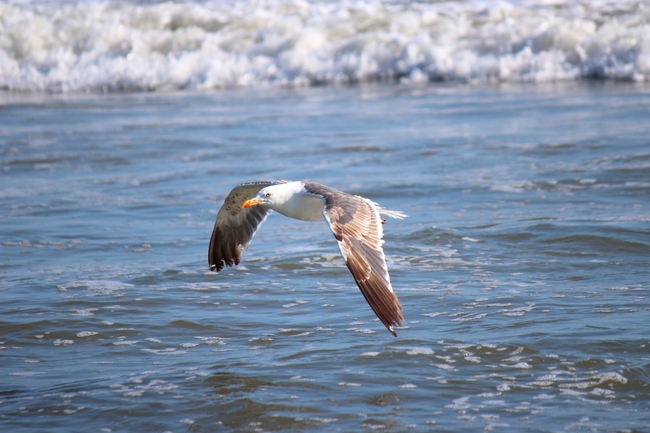 海鸥在海面上飞翔的图片