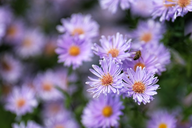 紫苑菊花蜜蜂图片