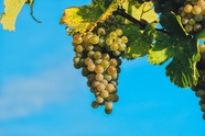 绿色葡萄架葡萄图片