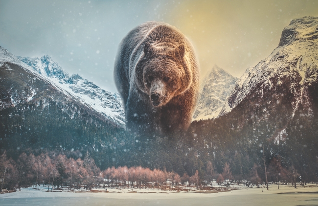 雪域高山黑色大棕熊图片