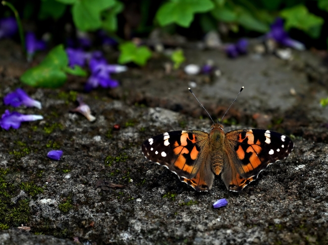 野生彩色斑蝶图片