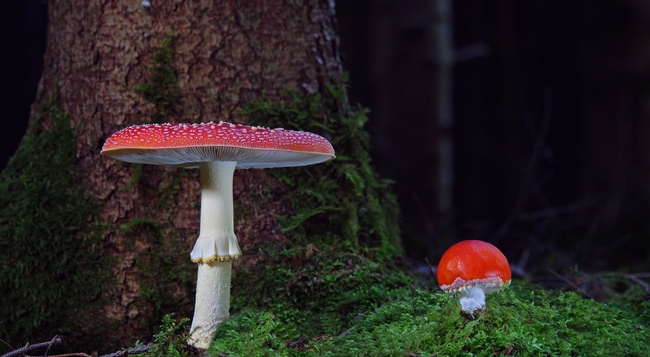 红色菌类蘑菇图片