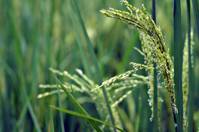 绿色稻田水稻穗图片