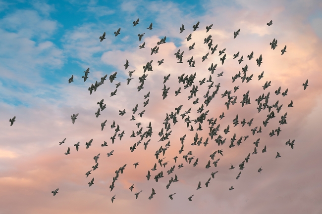 天空飞过一群鸽子的图片