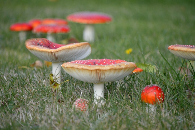 草地红色蘑菇菌群图片