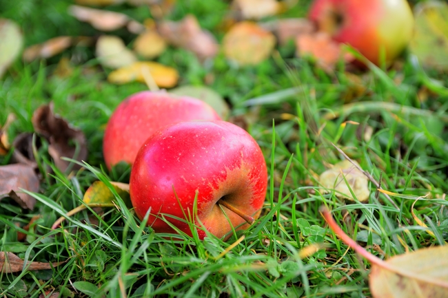 秋天成熟掉落在地上的苹果图片