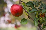 苹果树上的红苹果图片