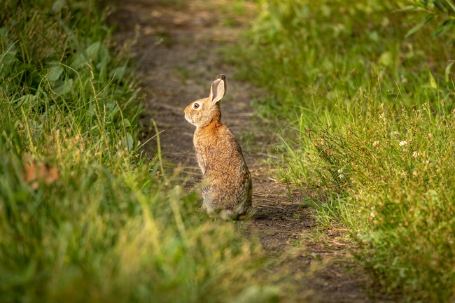 绿色草丛野兔子图片