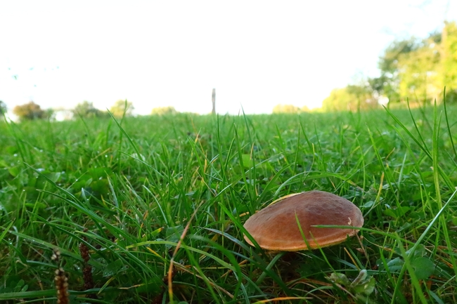 绿色草地青草蘑菇图片