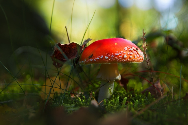 红色野生蘑菇图片