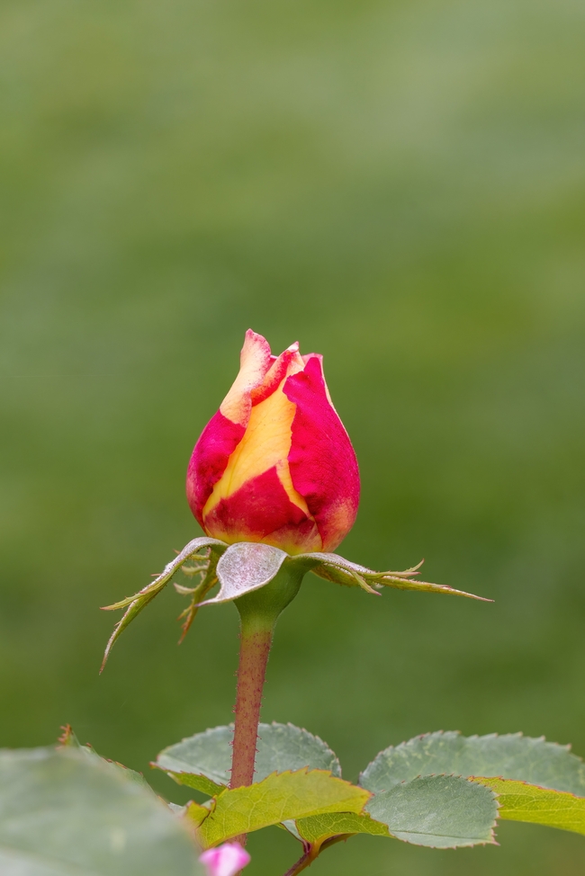 一枝玫瑰花蕾图片