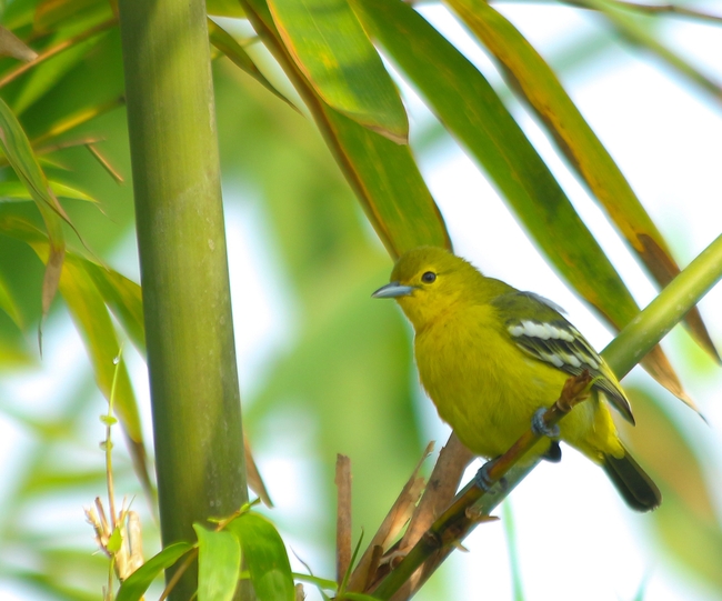绿色竹林黄莺鸟图片