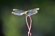 蜻蜓扇动着翅膀图片
