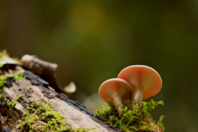 野生苔藓层状蘑菇图片