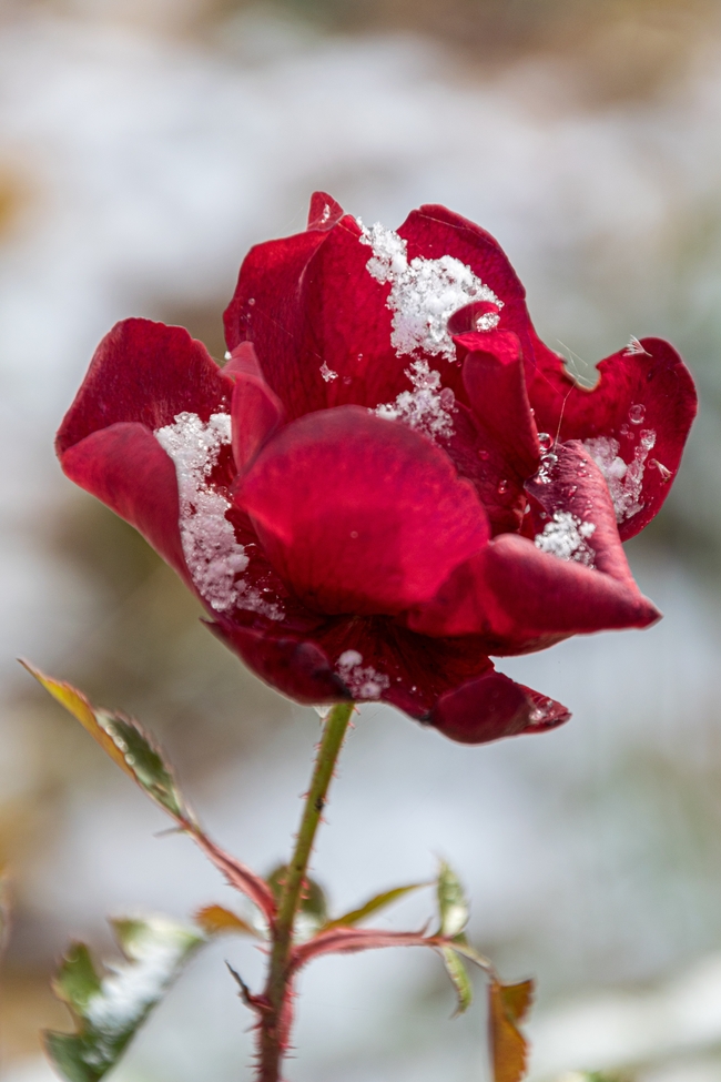 寒冬腊月红玫瑰图片