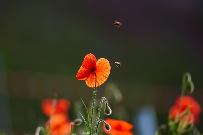 春天罂粟花蜜蜂图片
