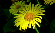 微距特写黄色菊花图片