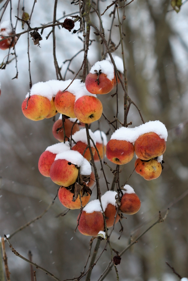 冬天霜冻野生丑苹果图片