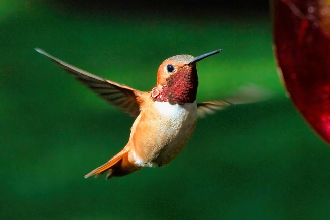 野生红喉北蜂鸟图片
