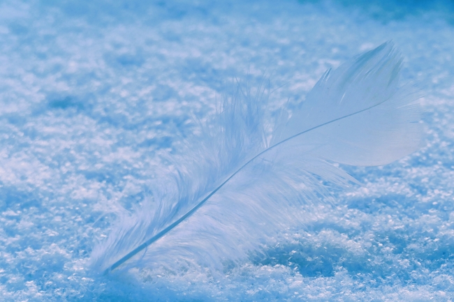 冬季雪地白色羽毛图片