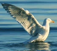 白色海鸥海平面捕鱼图片