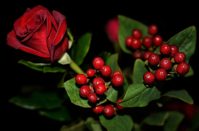 红色浆果玫瑰花图片