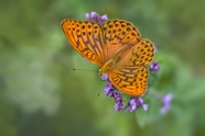 彩色豹纹蛱蝶图片
