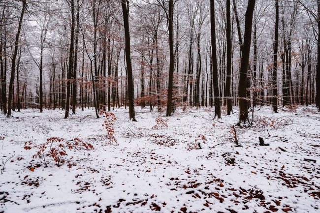 冬季雪地树林风景图片
