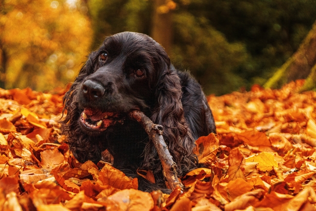秋天落叶黑色狗狗图片