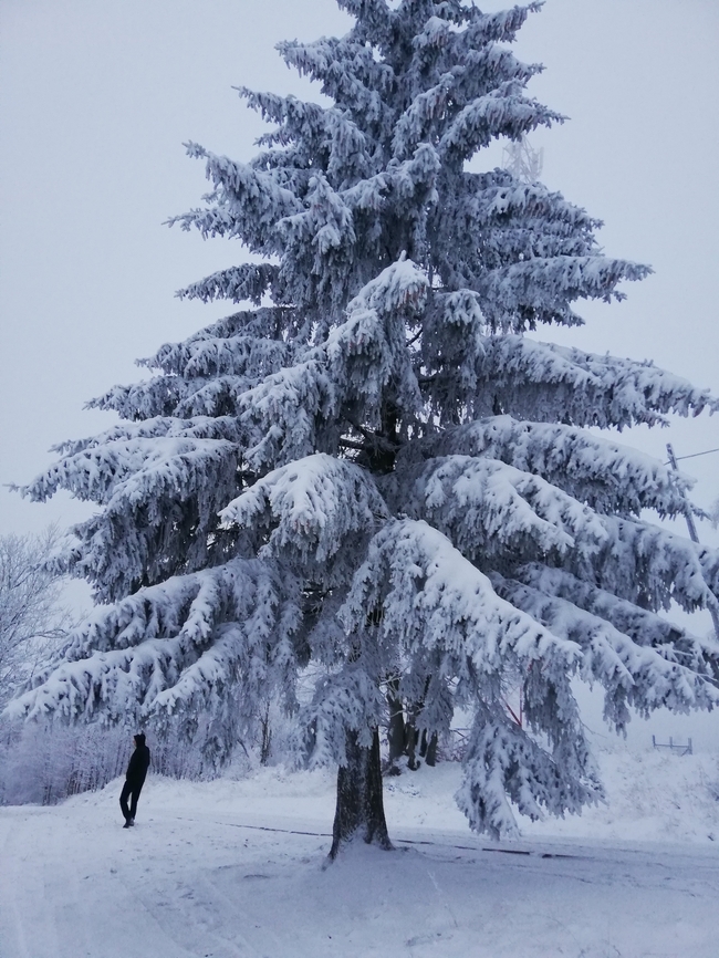 冬季冰雪覆盖树木图片