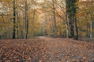 秋天树林满地金黄图片