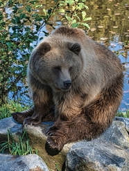 野生保护动物棕熊图片