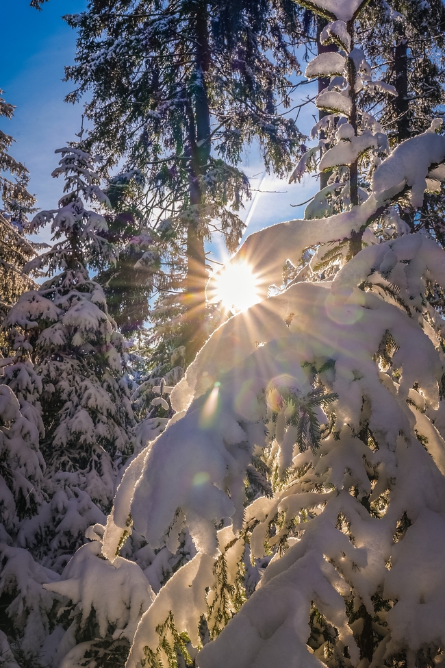 冬季树林暖阳风景图片