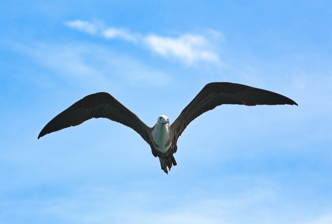 野生海鸥展翅翱翔图片