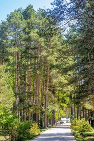 西班牙自然公园树林风景图片