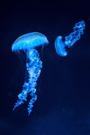 蓝色深海发光水母图片