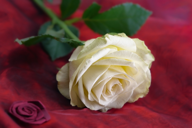 情人节白色玫瑰花图片