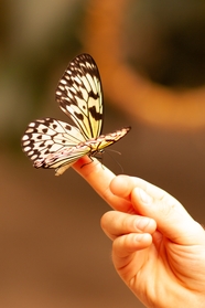 停在手指间上的蝴蝶图片