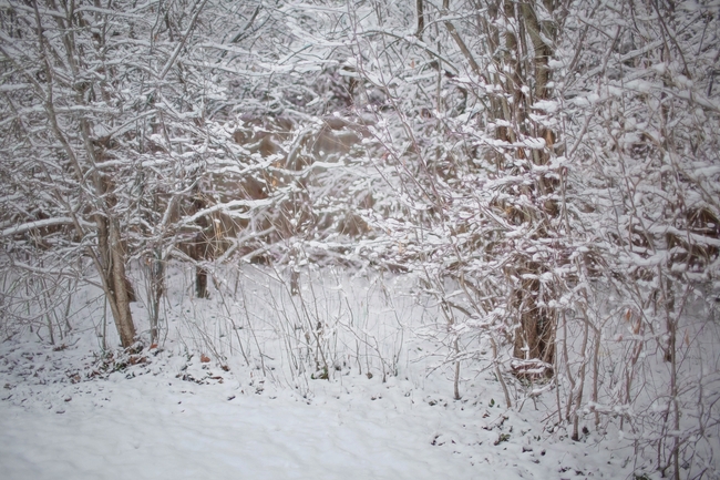 寒冬树林白色雪景图片