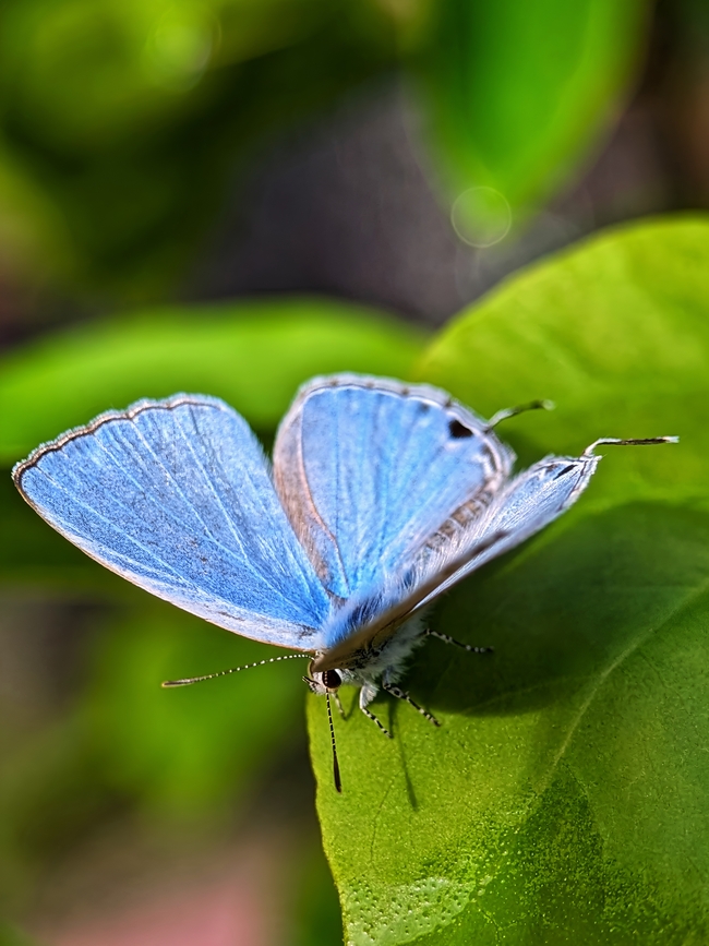 野生蓝翅蝴蝶图片