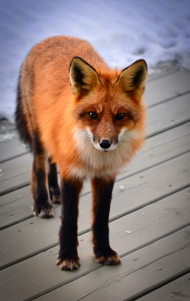 濒危野生动物赤狐图片