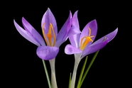 春天紫色番红花图片