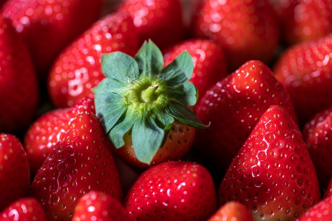 新鲜丹东草莓图片