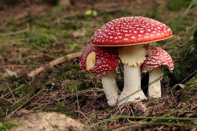 森林地面红色毒蘑菇群图片