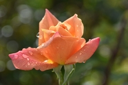 雨后带刺玫瑰微距特写图片