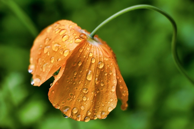 雨后橙色罂粟花图片