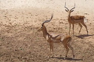 非洲野生格兰特瞪羚图片