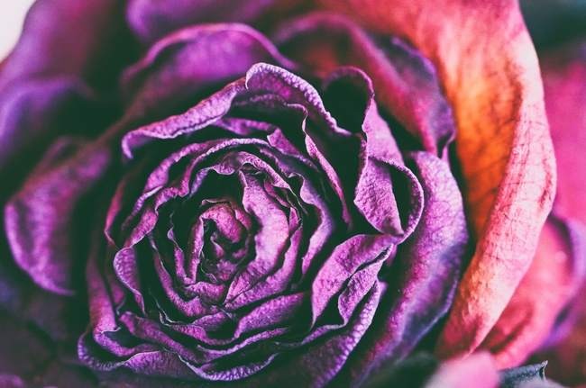 紫色玫瑰干花图片